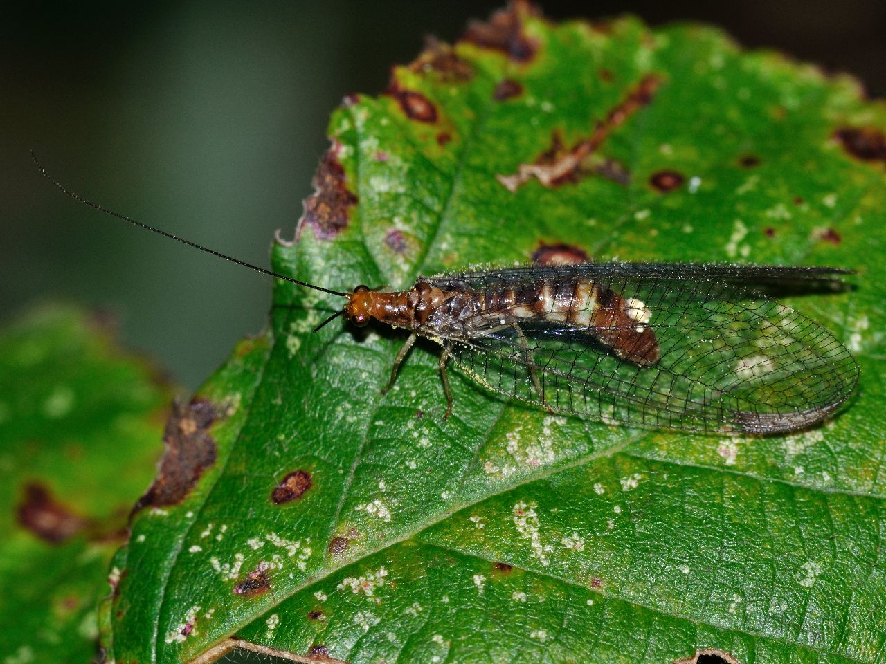 Italochrysa italica ? - Nothochrysa capitata